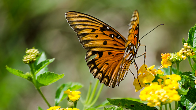 Borboleta laranja com manchas pretas pousada numa flor amarela