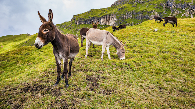 Dia Internacional do Burro