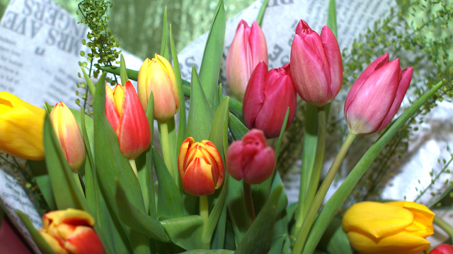 Bouquet de tulipas coloridas em tons de rosa, vermelho e amarelo a representar a primavera