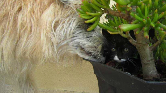 Fotografia de uma gata preta e branca dentro de um vaso, do lado esquerod uma cadela de pelo castanho cheira-a cuidadosamente Dia Internacional do Animal de Estimação: Celebrem o Amor