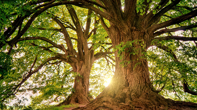 Duas árvores centenárias de tronco robusto com copas verdes, iluminadas pela luz do sol, simbolizando a importância das árvores para a vida e o equilíbrio ambiental.