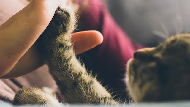 Conexão e Cuidado: Pata de Gato Confortada por Mão Humana Fotografia em plano de detalhe e com fundo desfocado, mostrando a pata peluda e listrada de um gato a tocar suavemente na mão de uma pessoa. O gato está deitado de lado, parcialmente visível no canto inferior direito, enquanto a mão humana o ampara com ternura, transmitindo uma sensação de carinho, proteção e cumplicidade.