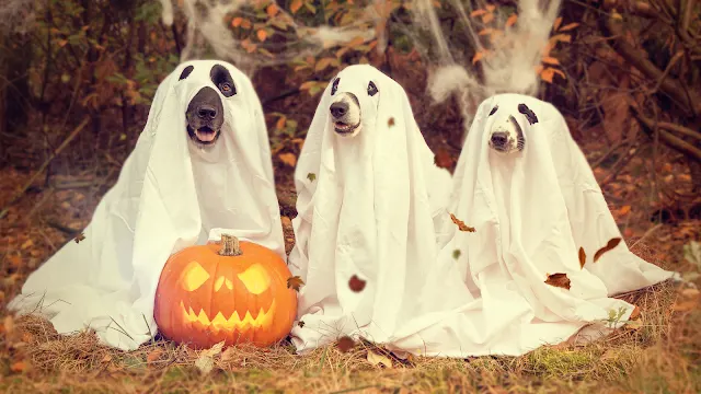 Três cães sentados lado a lado, cobertos com lençóis brancos furados para os olhos e focinho, parecendo fantasmas, num cenário de outono com folhas secas, teias de aranha ao fundo e uma abóbora esculpida e iluminada no chão à frente.